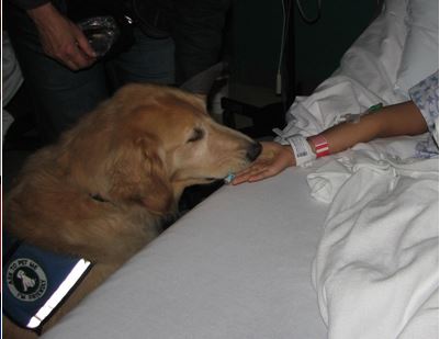 Therapy dog comforting UofL hospital patients